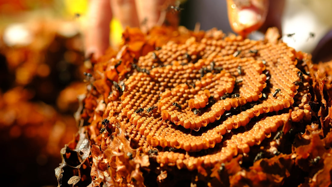 What is STINGLESS BEE HONEY?  Why it is SO SPECIAL?